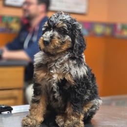 Casper - Blue merle male Bernedoodle puppy in Malden, Illinois from Doting Doodles