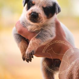 Owl (ASDR) - Blue speckled male Australian Cattle Dog puppy in Marana, Arizona from Impact 3rd Australian Cattle Dogs