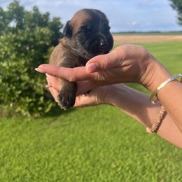 Ross. Blue. - Wheaten male Soft Coated Wheaten Terrier puppy in Illinois from Sarabeth's Friendly Pups