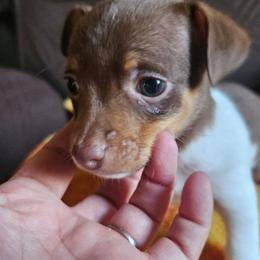 BONNIE TYLER - Chocolate and white female Teddy Roosevelt Terrier puppy in Springfield, Illinois from Wiggle Wag Kennels