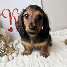 Wilbur 3200 - Red male Dachshund puppy in Sylvania, Alabama from Yancey’s Doxies