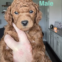 Henry - Red  male Poodle puppy in Yelm, Washington from Serendipity Miniature Apricot Poodles