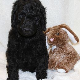 Poodle Puppies from Standard Poodles of Forest Lakes