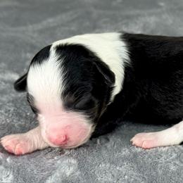 BTF2 - Black tri-color female Aussiedoodle puppy in Prague, Oklahoma from Classic K9’s  Aussies & Doodles