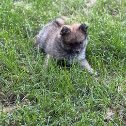 Wally - Orange sable male Pomeranian puppy in Midland, Michigan from Brandi’s Pomeranian Pups