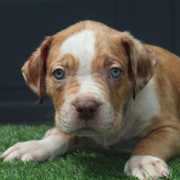 Boy 1 - Chocolate tri-color male American Bully puppy in Lubbock, Texas from Villainous K9’s