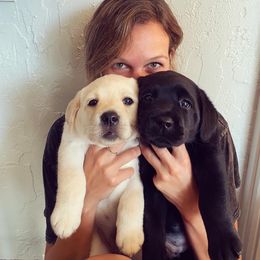 Labrador Retriever Puppies from Everlasting Labradors