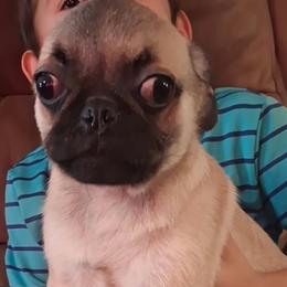 Boy 4 - Fawn male Pug puppy in Gadsden, Alabama from Gadsden Pugs