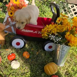 Girl 2 (Canon) (yellow collar) - Light golden female Golden Retriever puppy in Hubbard, Ohio from Whickering Pines Golden Retrievers