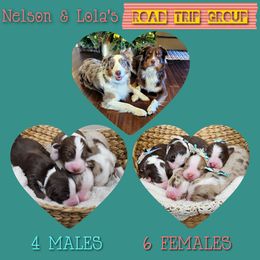 Australian Shepherd Puppies from Lakeside Aussies