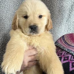 Solid Red Collar Boy - Golden male Golden Retriever puppy in Garrison, Montana from Mattiaci Goldens