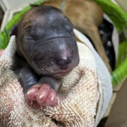 Karbinian - orange collar - Fawn male Great Dane puppy in Prosperity, South Carolina from Windy Knoll Great Danes
