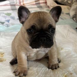 Charlie - Fawn male French Bulldog puppy in Alabama from Southern Bulldogs