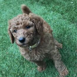 Tan former Yellow - Apricot female Poodle puppy in Keedysville, Maryland from Sunshine Red Standard Poodles