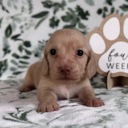 Storm - Cream female Dachshund puppy in Dothan, Alabama from Little House Pups