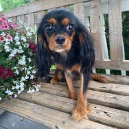 Buttercup - Black and tan female Cavalier King Charles Spaniel puppy in Salt Lake City, Utah from Cavaliers Love