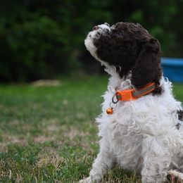 Lagotto Romagnolo Puppies from Northwest Lagotto