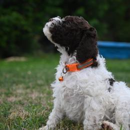 Lagotto Romagnolo Puppies from Northwest Lagotto