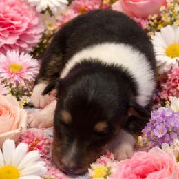 Kit - Black white and tan female Collie puppy in Carencro, Louisiana from Cajun Bayou's Collies LLC