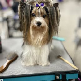 Prue - Biewer Terrier