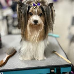 Prue - Biewer Terrier