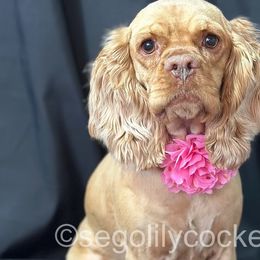 Cocker Spaniels from Sego Lily Cockers
