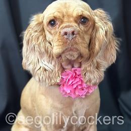 Cocker Spaniels from Sego Lily Cockers