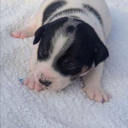 Donner - Tri-color male Russell Terrier puppy in Sandown, New Hampshire from Patch Wood Irish Jacks