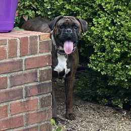 Abigail - Boxer
