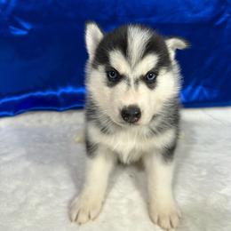 Ember - Black and white female Siberian Husky puppy in Collins, Iowa from Homegrown Huskies