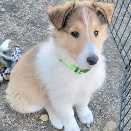 Scottish Collie Puppies from Sundance Scottish-Colleys