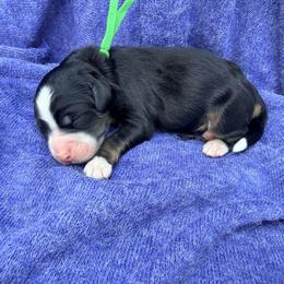 Ridge - Snow Run Litter - Tri-color male Bernedoodle puppy in Charleston, South Carolina from Palm Belle Doodles