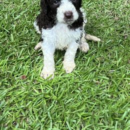 Goldendoodle Puppies from Marion's Doodles