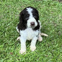 Goldendoodle Puppies from Marion's Doodles