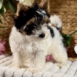 Allison 3250 - Black tan and white female Biewer Terrier puppy in Ambrose, Georgia from Southern Star Biewer Terriers