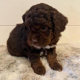 Pink Collar Girl - Phantom female Goldendoodle puppy in San Augustine, Texas from Vintage Doodles