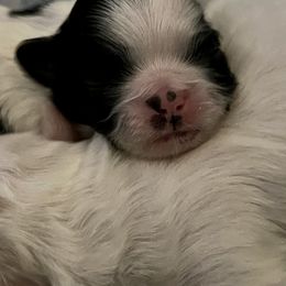 Pekingese Puppies from Della Serra Pekingese