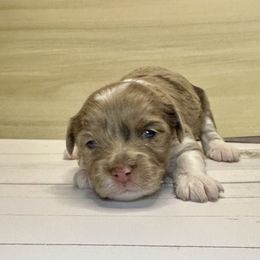Elsa - Red merle female Aussiedoodle puppy in Castalia, Iowa from K&K Kennels