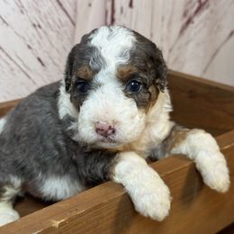 Merle Tri - Merle Bernedoodle puppy in Belgreen, Alabama from Scott’s Farm Poodles and Doodles
