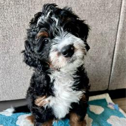 Pluto - Tri-color male Bernedoodle puppy in Nampa, Idaho from Ember Skies Doodles