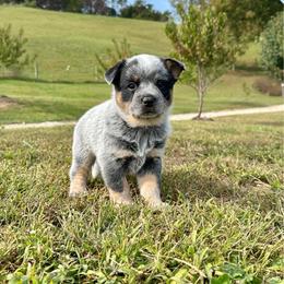 Hank - Blue male Australian Cattle Dog puppy in Olive Hill, Kentucky from Tompkins Farm