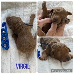 Virgil - Red  male Poodle puppy in Mount Vernon, Illinois from AMC Poodles