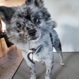 Blue - Pomsky