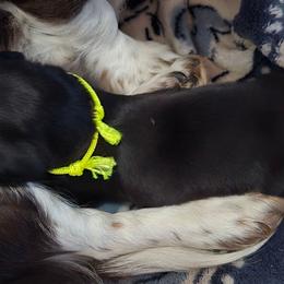 Yellow Boy - Black and tan male Dachshund puppy in Mulberry, Florida from J's Mini Dachshunds