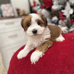 Bernedoodle, Cavapoo, Havanese, and Havapoo Puppies from Lady Paws Puppies - Cassie