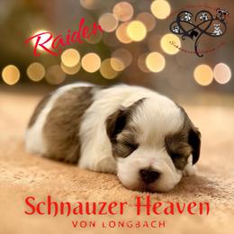 Raiden AKC - Parti male Miniature Schnauzer puppy in Pelzer, South Carolina from Schnauzer Heaven Von Longbach