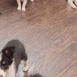 Shetland Sheepdog Puppies from DK'S Sassy River Shelties