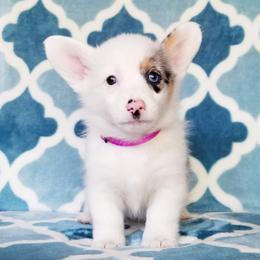 American Corgi and Pembroke Welsh Corgi Puppies from Whimsical Treasure Corgis