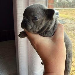 Baby Girl - Blue female French Bulldog puppy in West Liberty, Kentucky from 3B Kennels-Beth’s Best Boston’s