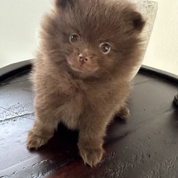 Pomeranian Puppies from Mendocino Pomeranians